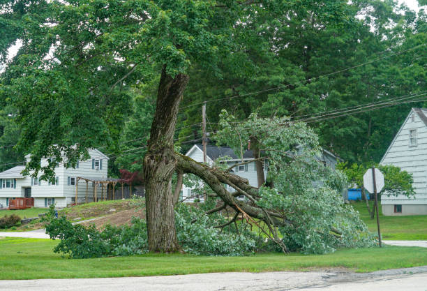 Best Utility Line Clearance  in Sanford, CO