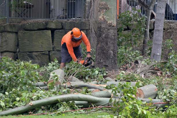 Why Choose Our Tree Removal Services in Sanford, CO?